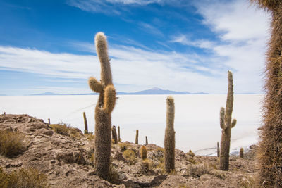 Scenic view of bolivian salt flats and cacti against sky