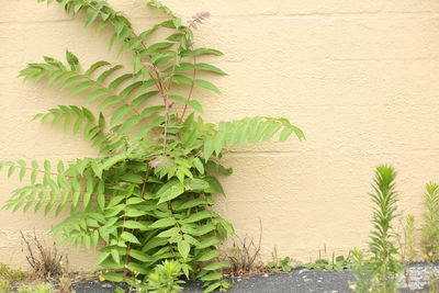 Close-up of plant against wall