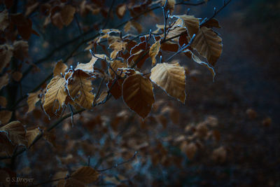 Close-up of dry leaves on branch