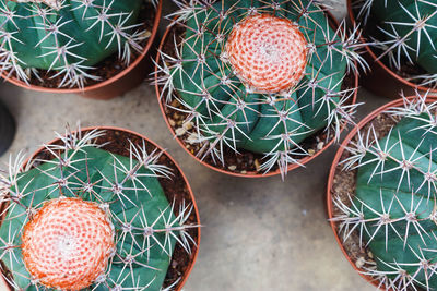 High angle view of succulent plant on floor