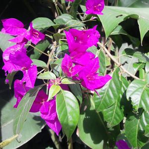 Close-up of pink flowers blooming outdoors