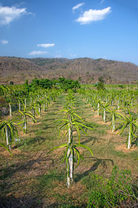 Scenic view of vineyard against sky