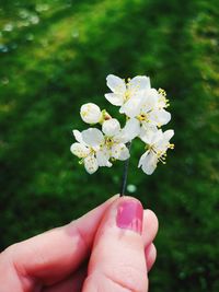 Close-up of hand holding flowering plant