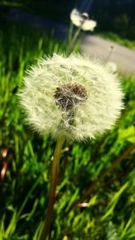 Close-up of dandelion