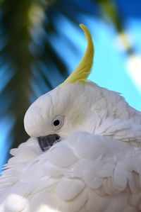 Close-up of swan