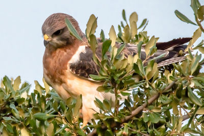 Close-up of a bird