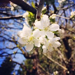 Close-up of apple blossoms in spring