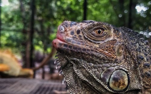 Close-up of a iguana