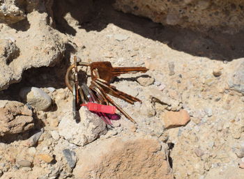 High angle view of insect on rock