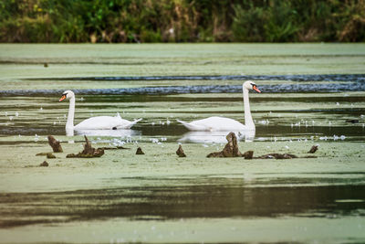 Swans swimming in lake