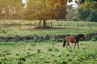 Horse standing on field against trees