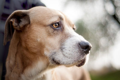 Close-up of dog looking away