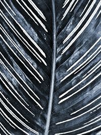 Full frame shot of palm leaves