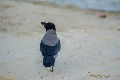 Bird perching on a sand