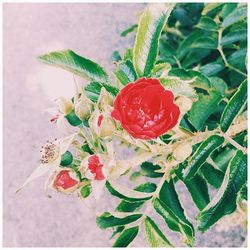 Close-up of red flowers