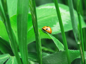 Close-up of ladybug on grass