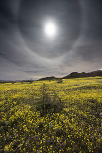 Scenic view of oilseed rape field against sky