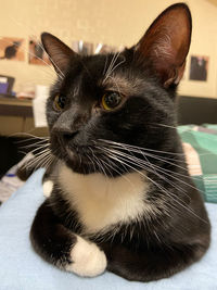 Close-up of cat looking away at home