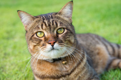 Close-up of tabby cat lying on grass