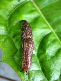 Close-up of insect on leaf