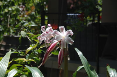 Close-up of pink flower