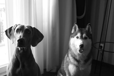 Portrait of two dogs 