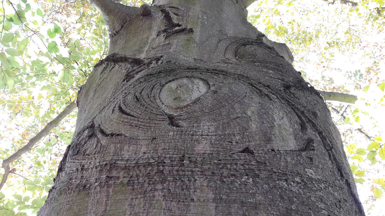 CLOSE-UP OF TREE BARK