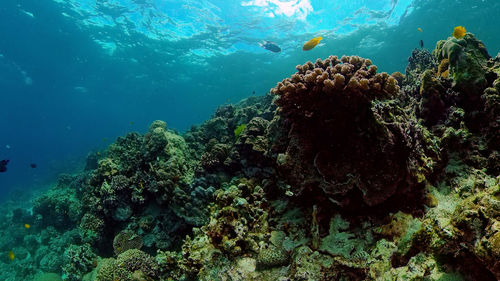 underwater