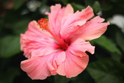 Close-up of pink hibiscus blooming outdoors