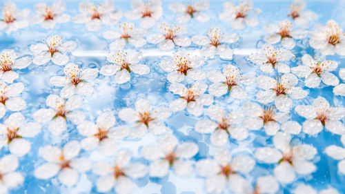Flat lay of floating wild cherry white flowers with drops on the surface of water, blue background