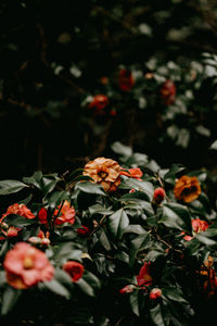 Close-up of flowering plants