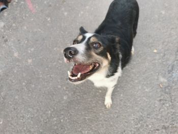 High angle view of dog on street