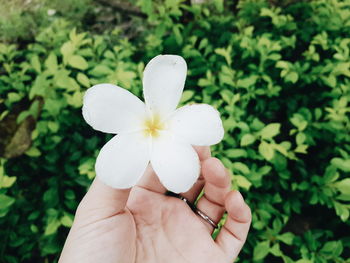 Close-up of hand holding white flower