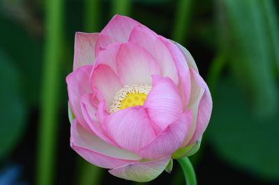 Close-up of pink water lily