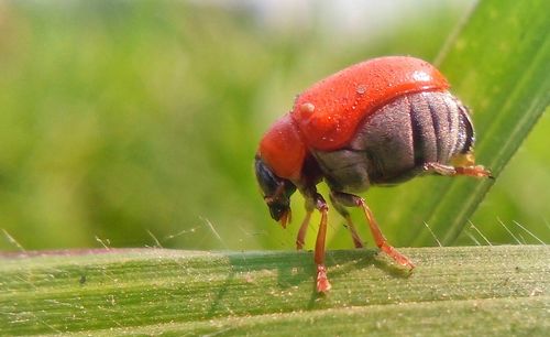 Close-up of ladybug on grass