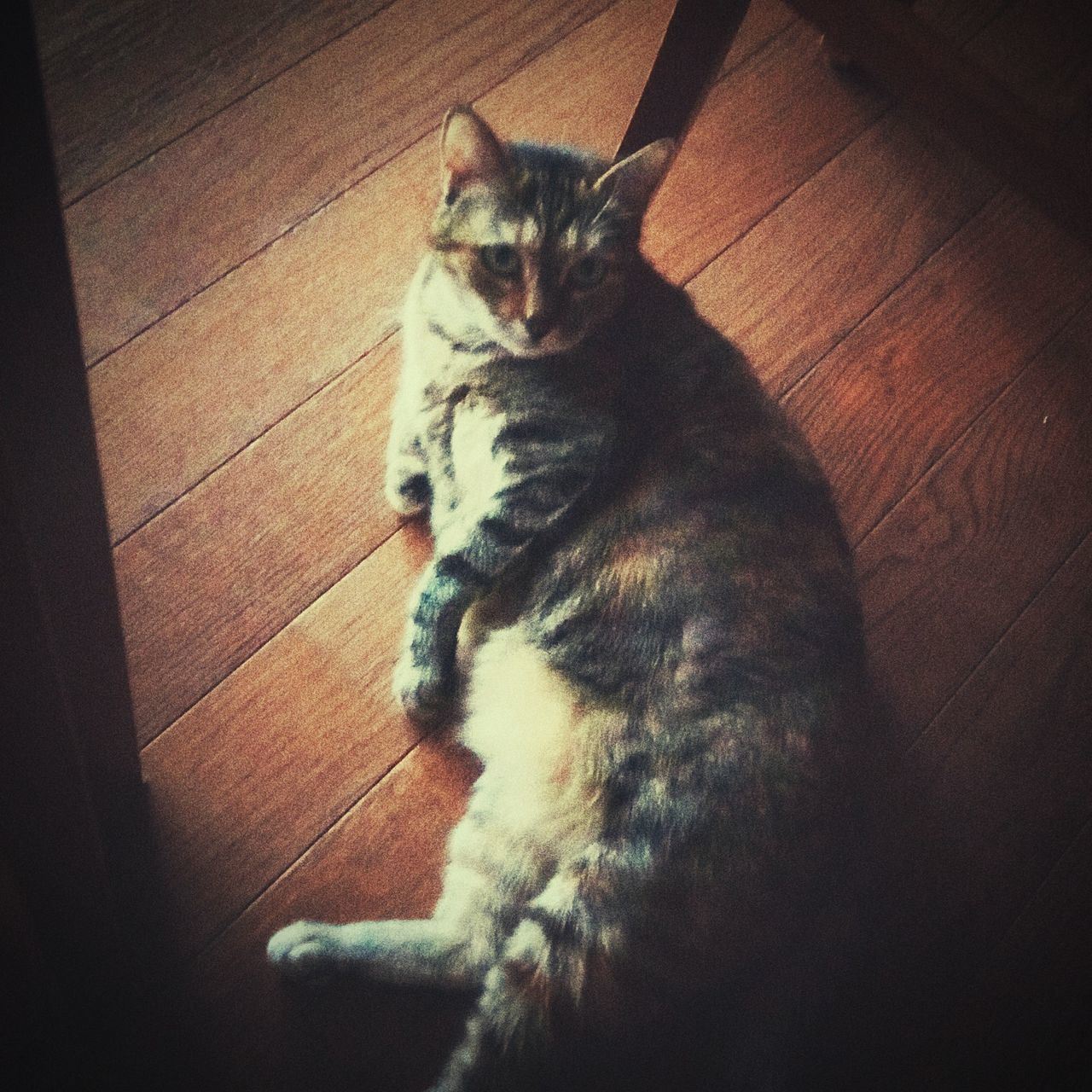 HIGH ANGLE VIEW OF CAT ON HARDWOOD FLOOR AT HOME