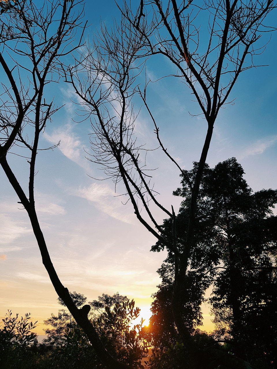 tree, sky, plant, silhouette, sunset, beauty in nature, cloud - sky, scenics - nature, branch, tranquility, nature, tranquil scene, no people, bare tree, growth, non-urban scene, outdoors, idyllic, low angle view, sunlight
