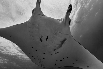 Manta ray swimming in sea