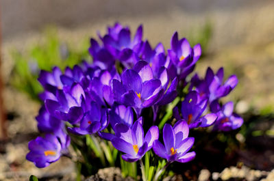 Purple flowers as first sign of spring on a sunny day in transylvania