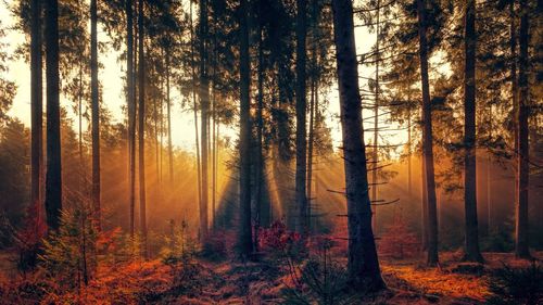 Trees in forest