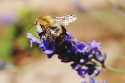 Close-up of bee on purple flower