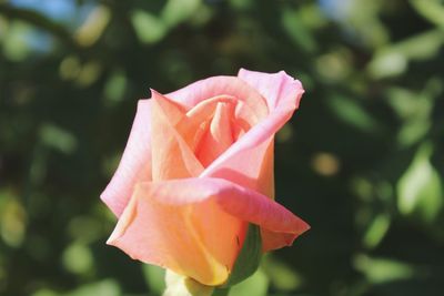 Close-up of pink rose blooming outdoors