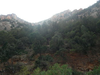 Scenic view of forest against clear sky