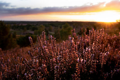 Purple flowering plants on field against sky during sunset