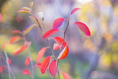 Close-up of red flowering plant