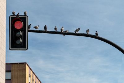 Low angle view of birds perching on city lights