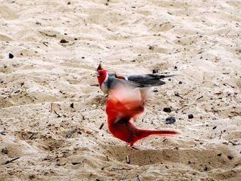 Bird in zoo