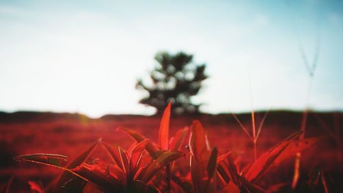 Close-up of red flowers growing in field against sky