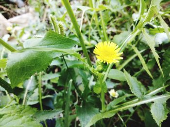 Close-up of flowers blooming outdoors