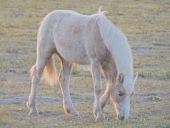 Horse standing on field